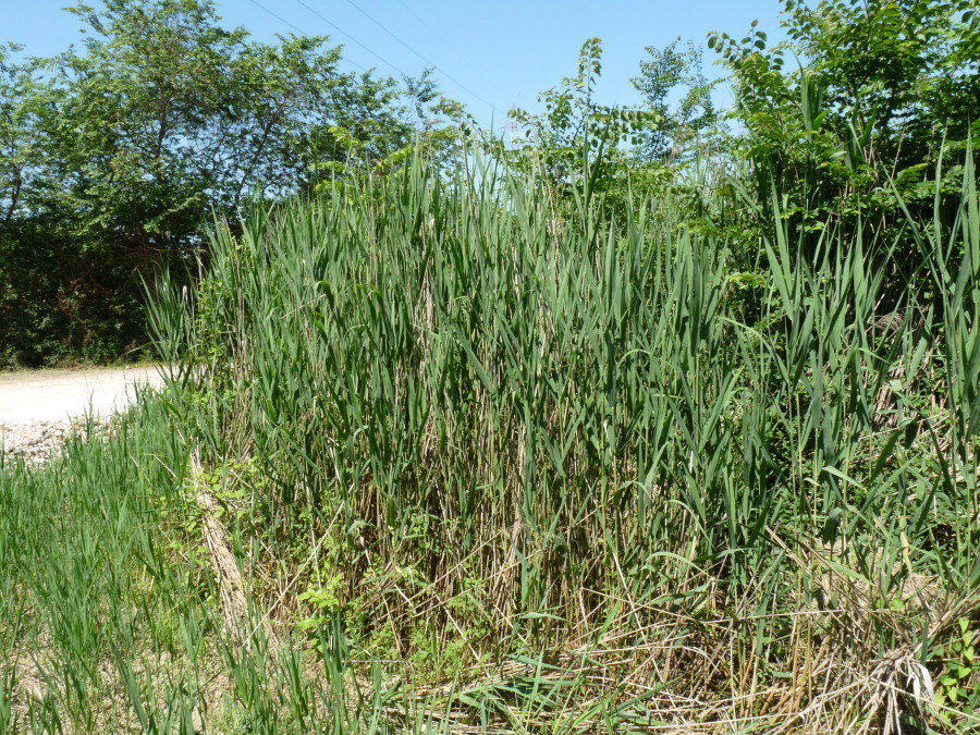 Cyrtarachne ixoides....dell''Elba??